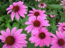 Echinacea Herb Extract